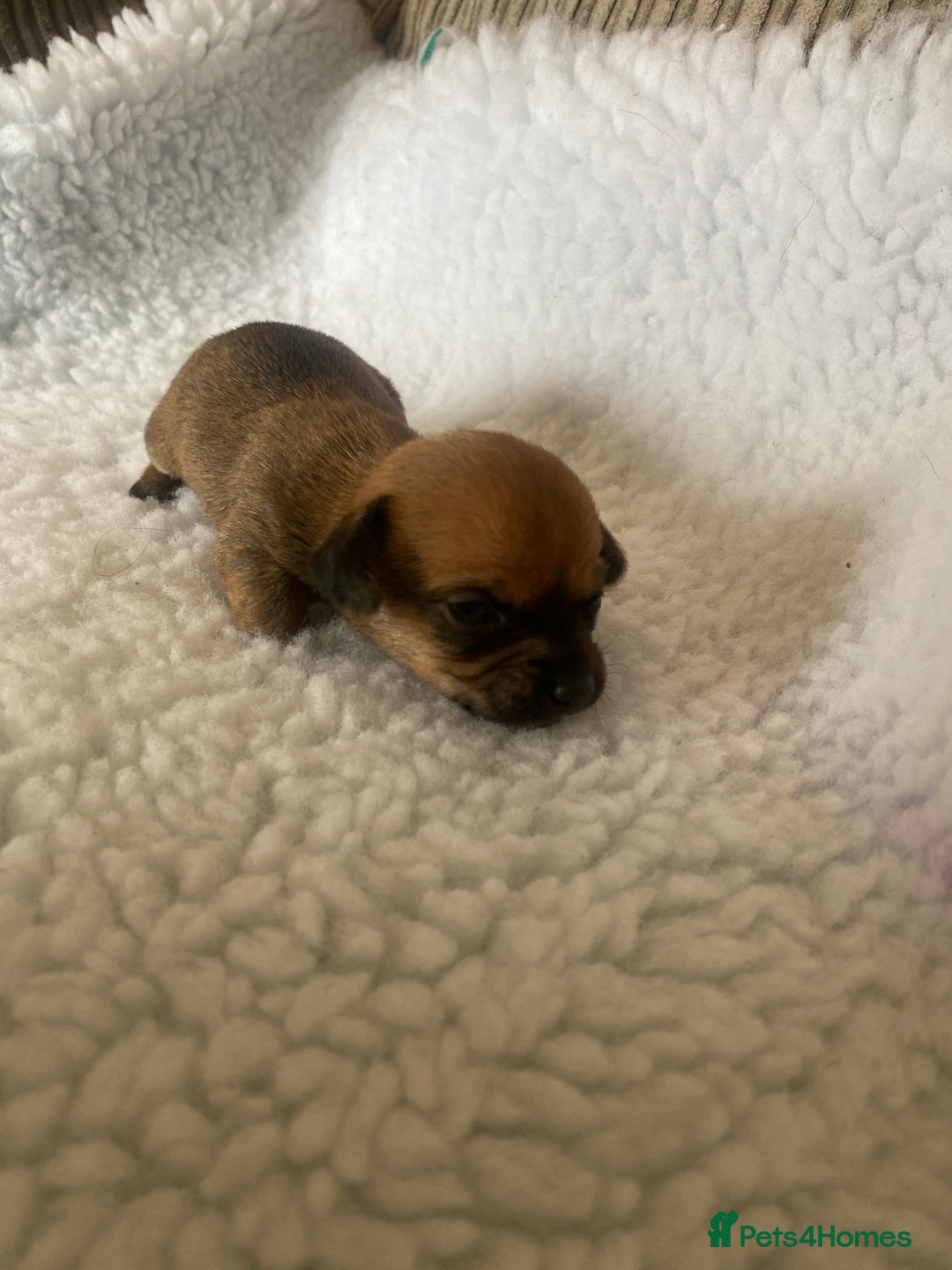 Mixed Breed dogs for sale: Tiny chiweenie puppy’s  - Image 7
