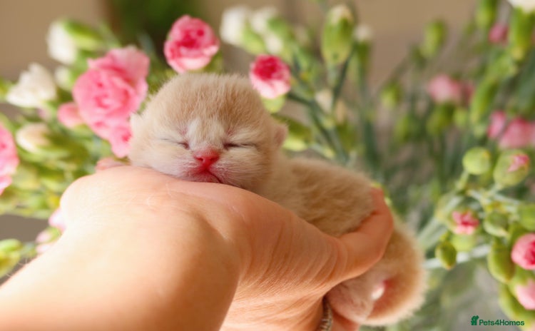 British Shorthair cats - Advert 11