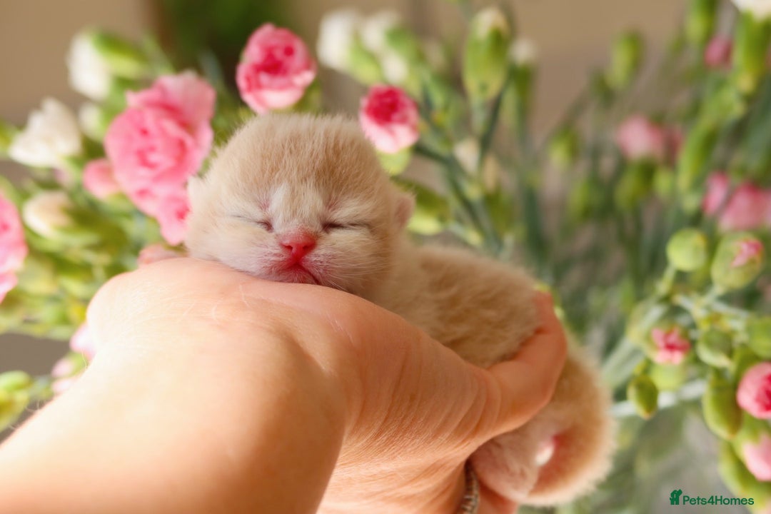 British Shorthair cats for sale: Blue Golden British Shorthair Kitten-REG &LICENSED - Image 1