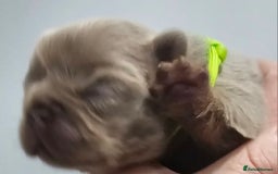 French Bulldog dogs for sale: French Bulldog Visual fluffies - Advert 11