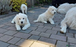 Golden Retriever dogs for sale: STUNNING GOLDEN RETRIEVER PUPPIES - Image 8