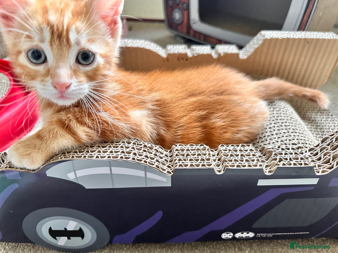 Mixed Breed cats for sale: Lovely bengal mix kittens: tabby, ginger, black - Image 20