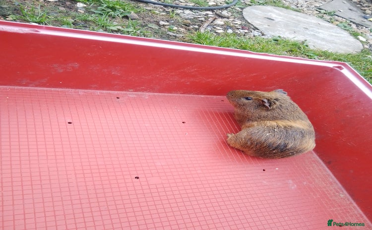 Guinea Pig rodents - Advert 19