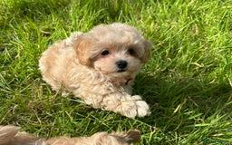 Maltipoo dogs for sale: F1 tiny Maltipoo’s  - Image 3