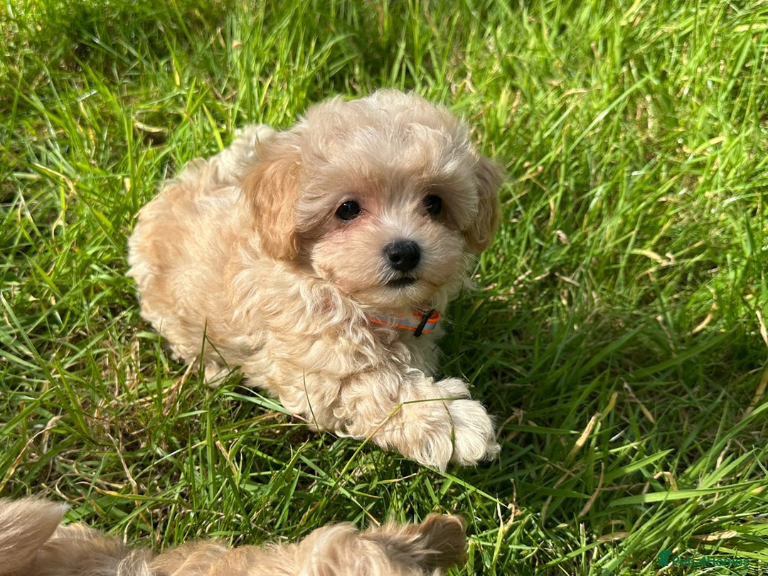 Maltipoo dogs for sale: F1 tiny Maltipoo’s  - Image 3