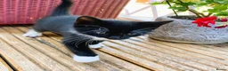 Mixed Breed cats for sale: 4 kittens ready for new homes today - Advert 13