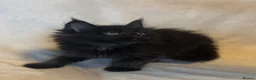 Maine Coon cats for sale: Stunning TICA Maine Coon Kittens active possible  - Advert 16