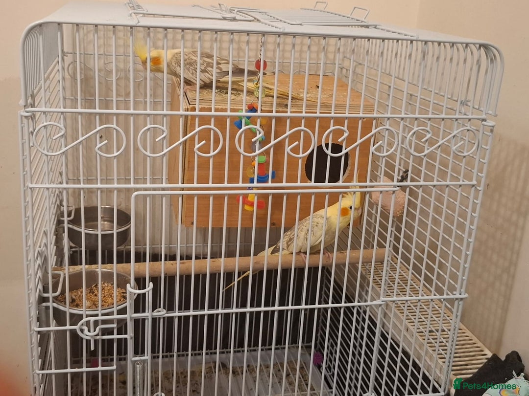 Cockatiels birds for sale: Pair of Healthy Cokateil for Sale - Advert 1