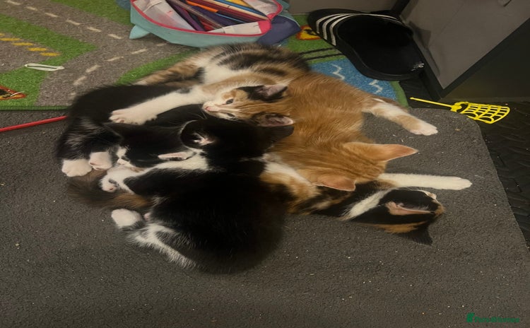 Maine Coon cats - Advert 2