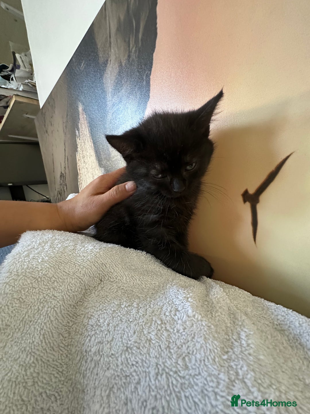 Domestic Shorthair cats for sale: One lovely female Black  black kittens - Image 10
