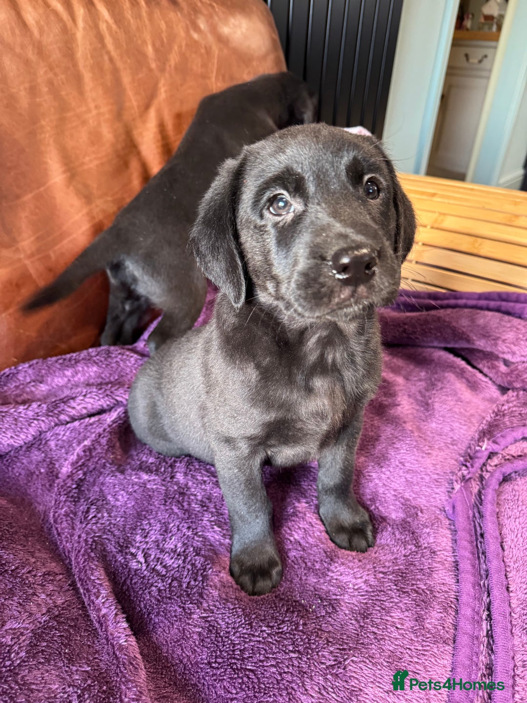 Labrador Retriever dogs for sale: Black Labrador Puppies, 5* Licensed Breeder - Advert 31