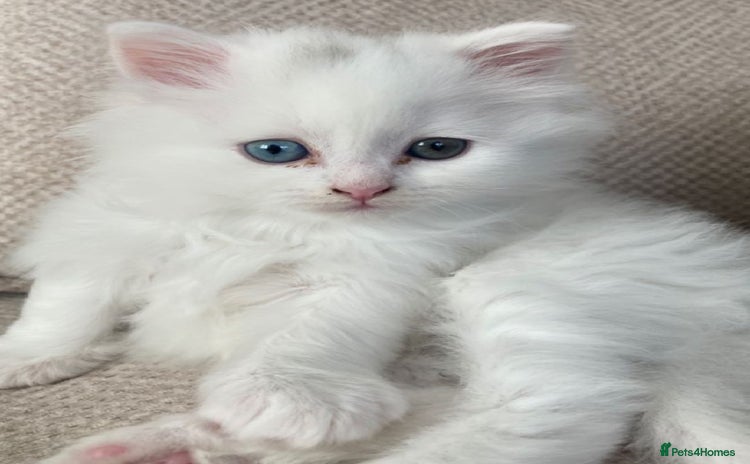 Mixed Breed cats - Advert 4