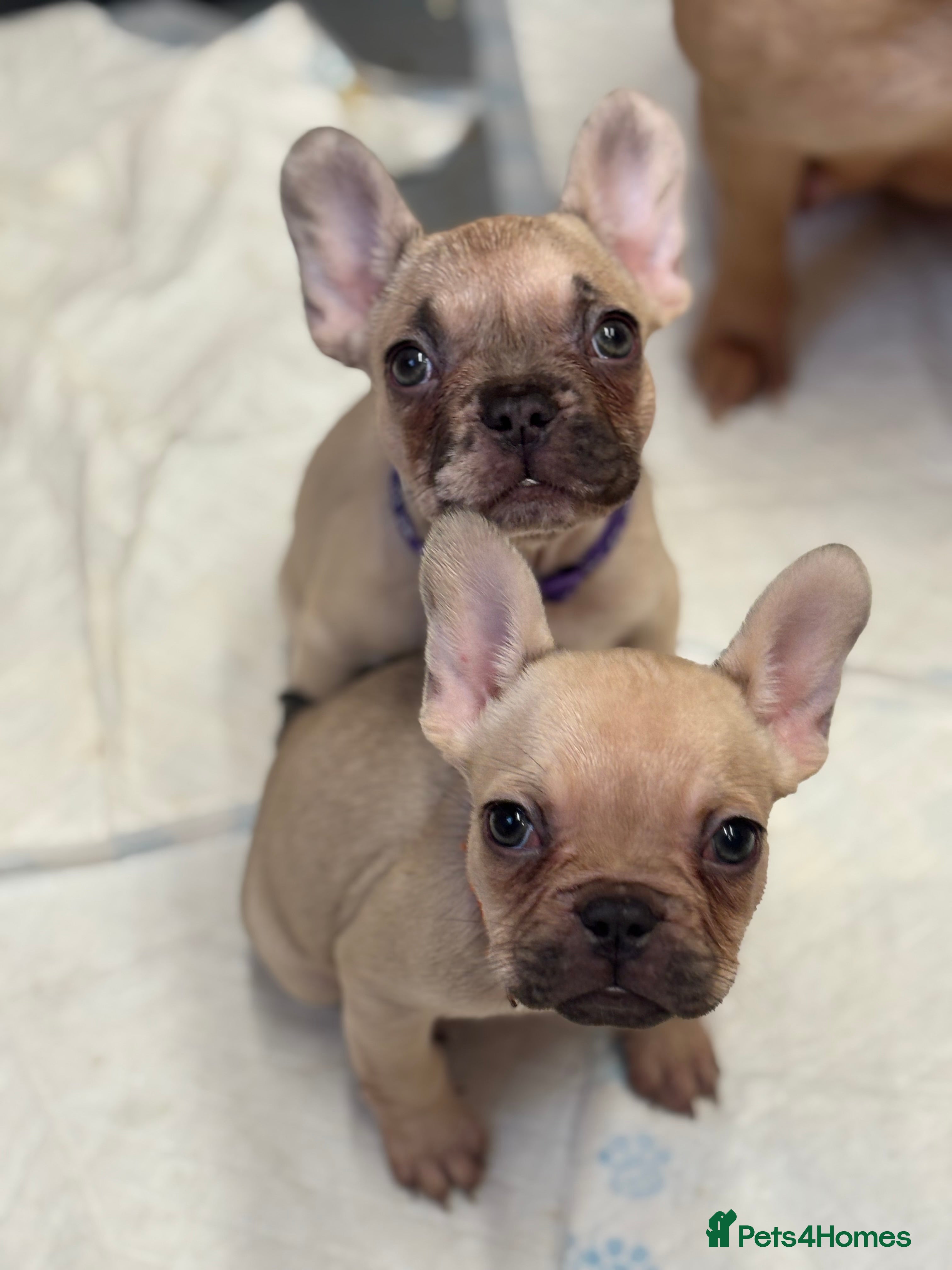 French Bulldog dogs 💕Adorable French bulldogs💕 - Advert 3