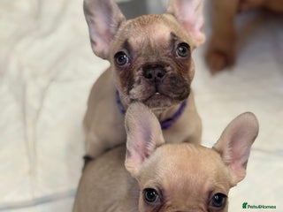 French Bulldog dogs 💕Adorable French bulldogs💕 - Advert 3