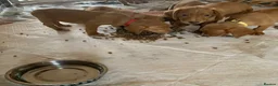 Cockerdor dogs for sale: Fox red Cockerdor pups 🐶 - Advert 23