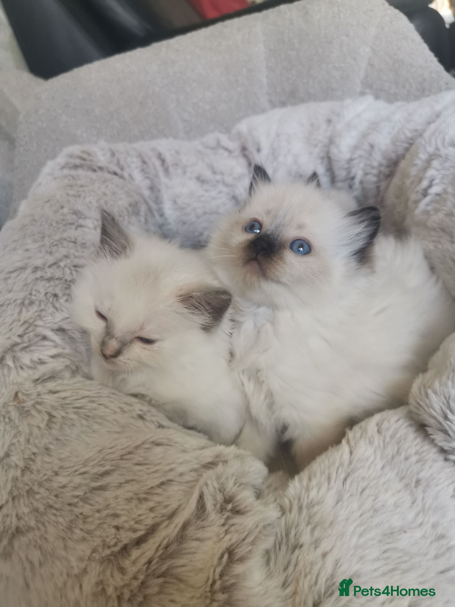 Ragdoll cats health tested parents pure ragdoll baby's  - Advert 2
