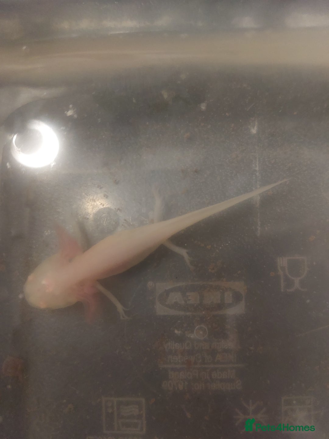 Axolotl reptiles for sale: 4 and 5cm Axolotls  - Image 3