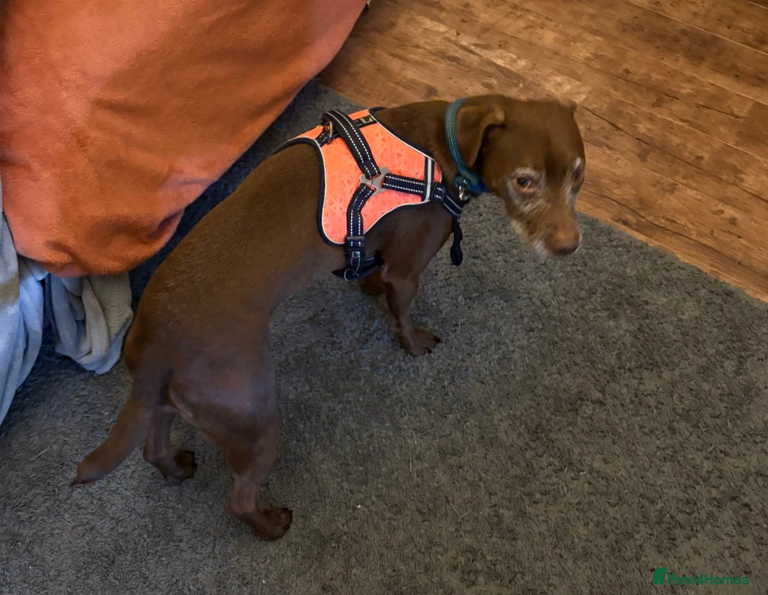Patterdale Terrier dogs for sale: Female Patterdale Terrier Terri - Image 6