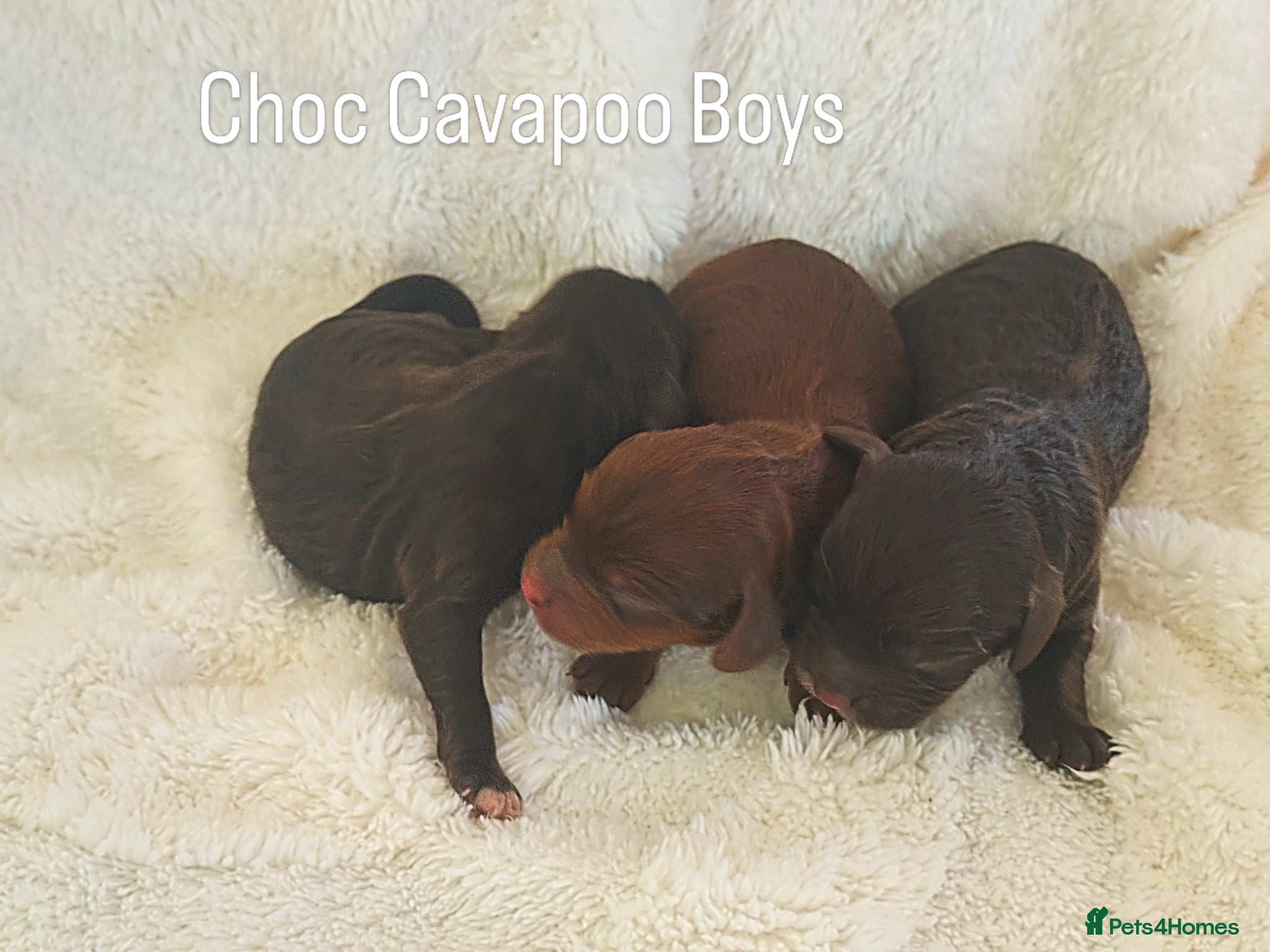 Cavapoo dogs Chocolate F1 Cavapo’s  - Advert 1
