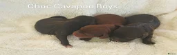 Cavapoo dogs for sale: Chocolate F1 Cavapo’s  - Advert 1