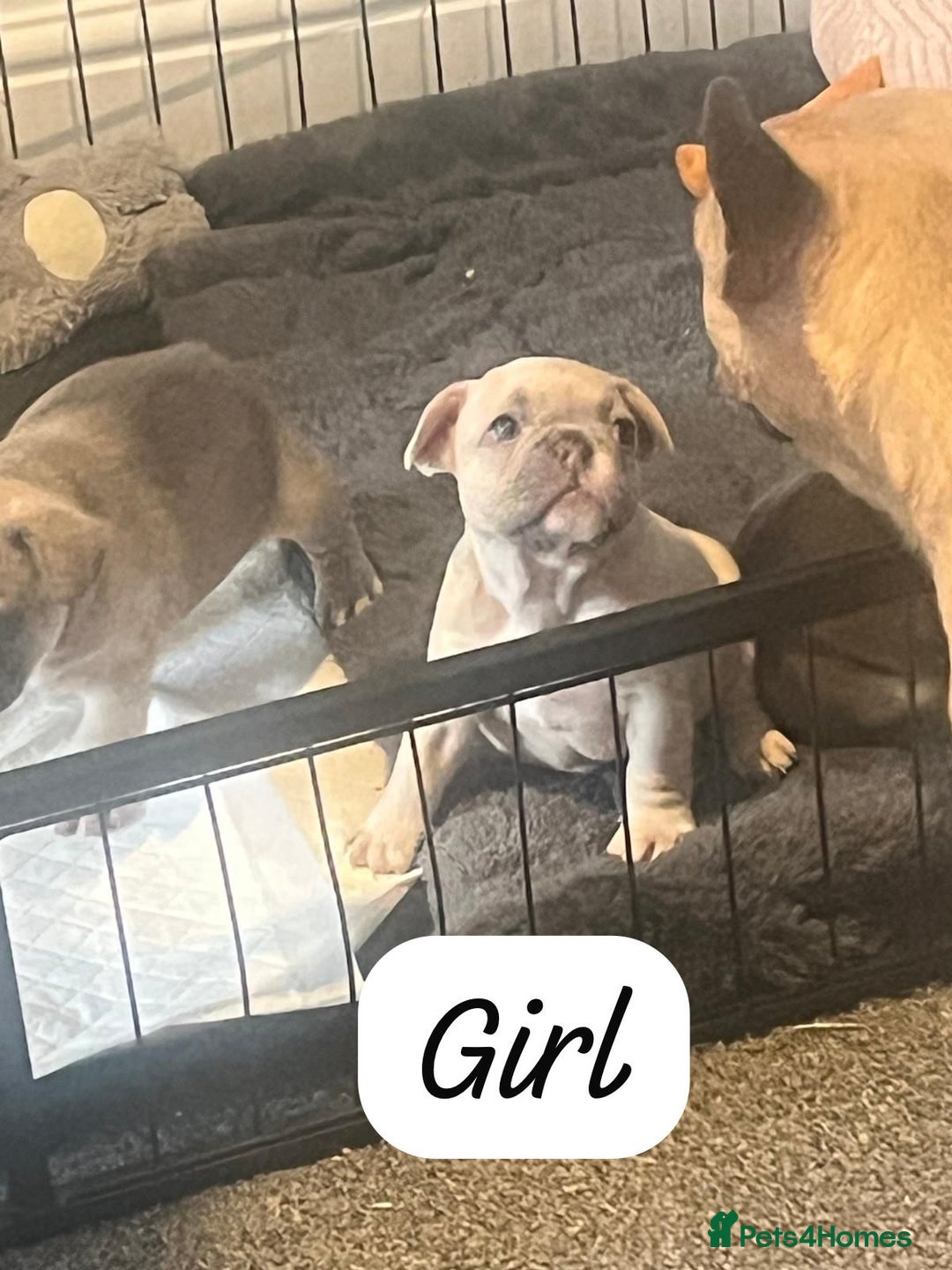 French Bulldog dogs for sale: Beautiful frenchies - Image 6