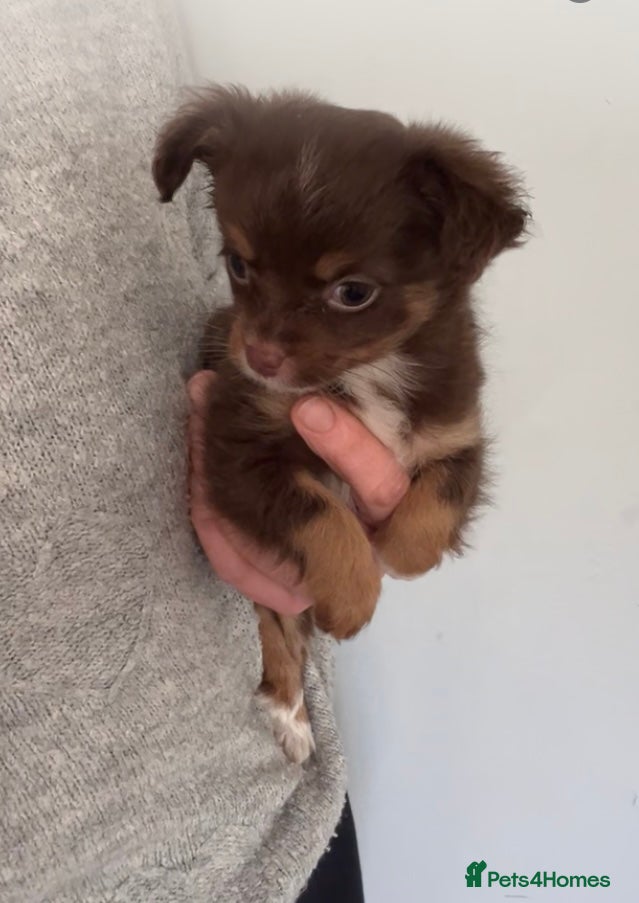 Chihuahua dogs Last chihuahua girl - READY NOW  - Advert 1