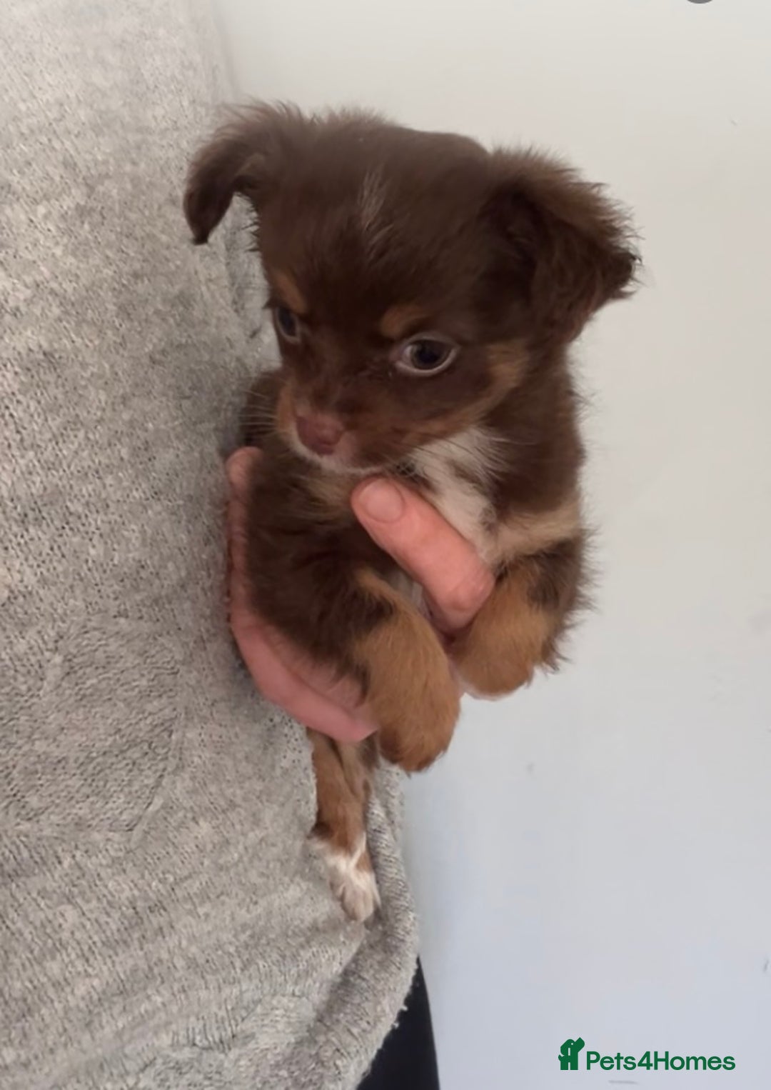 Chihuahua dogs for sale: Last chihuahua girl - READY NOW  - Advert 1