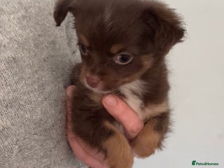 Chihuahua dogs Last chihuahua girl - READY NOW - Advert 1