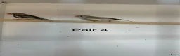 Finches birds for sale: Zebra finch breeding pairs  - Advert 7