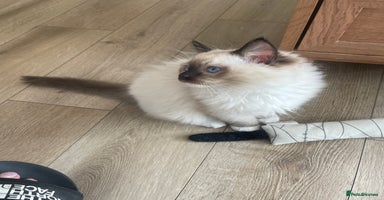 Ragdoll cats - Advert 7