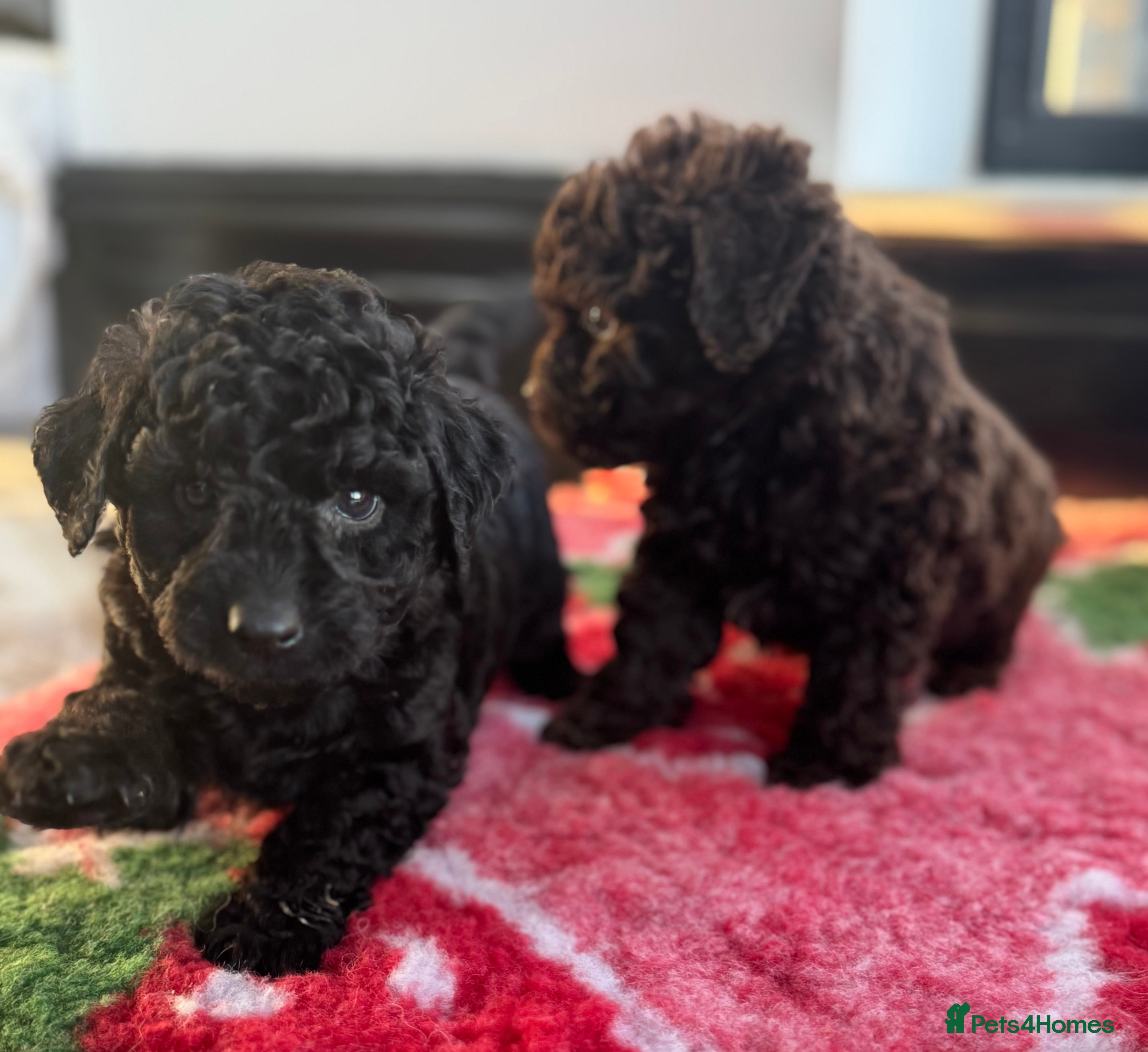 Aussiedoodle dogs Curly Miniature Aussiedoodle Puppies ⭐️ - Advert 1