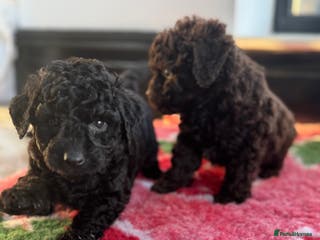 Aussiedoodle dogs Curly Miniature Aussiedoodle Puppies ⭐️ - Advert 3
