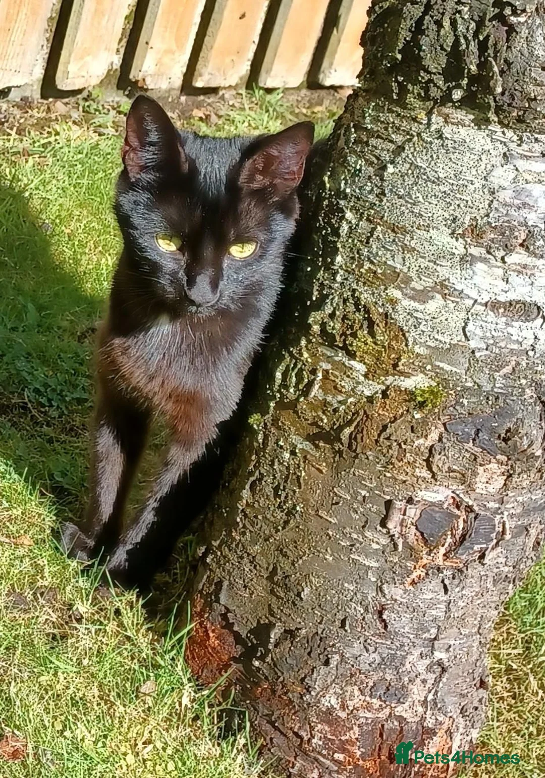 Mixed Breed cats for sale: Lovely 1 Year Old Female Domestic Shorthair - Advert 2