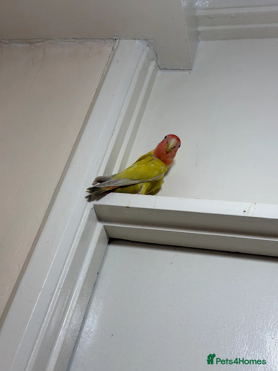 Lovebirds birds for sale: Pair of Peach-Faced Lovebirds – Mango & Pistachio - Advert 3