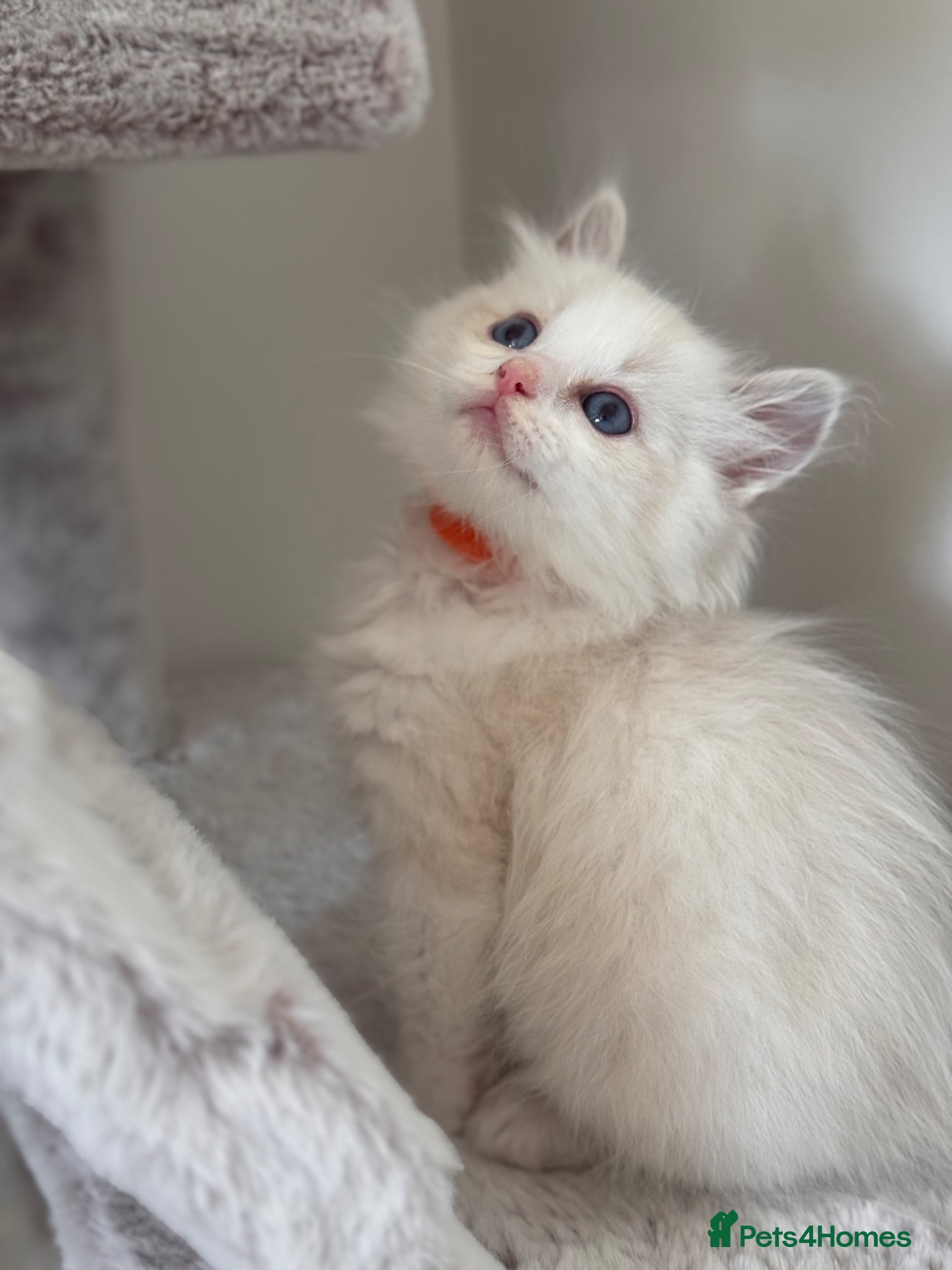 Ragdoll cats Stunning Bi-Colour Ragdoll Kittens – 7 Available   - Advert 1
