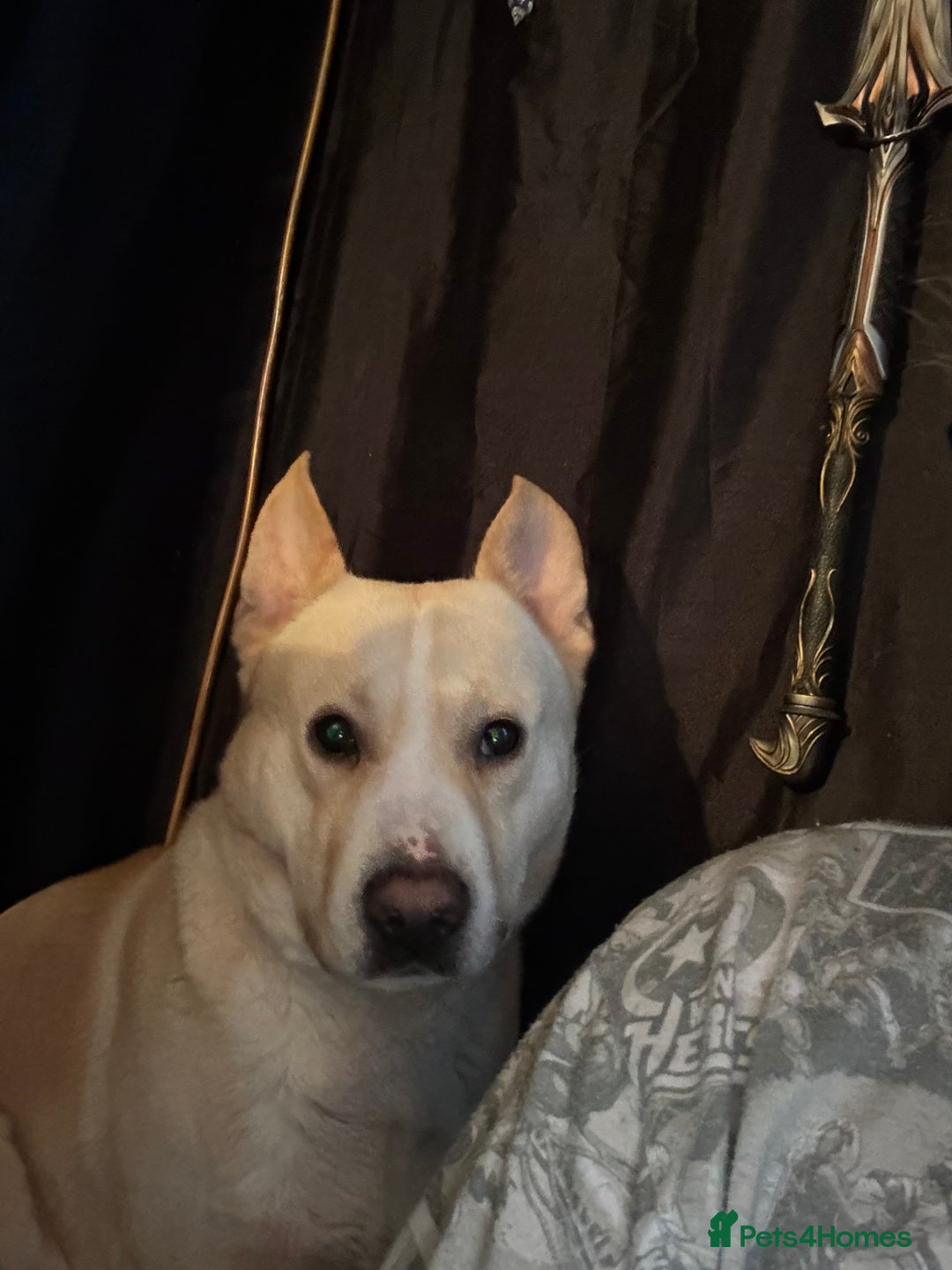 Mixed Breed dogs for sale: Loving dog to a good home  - Image 3