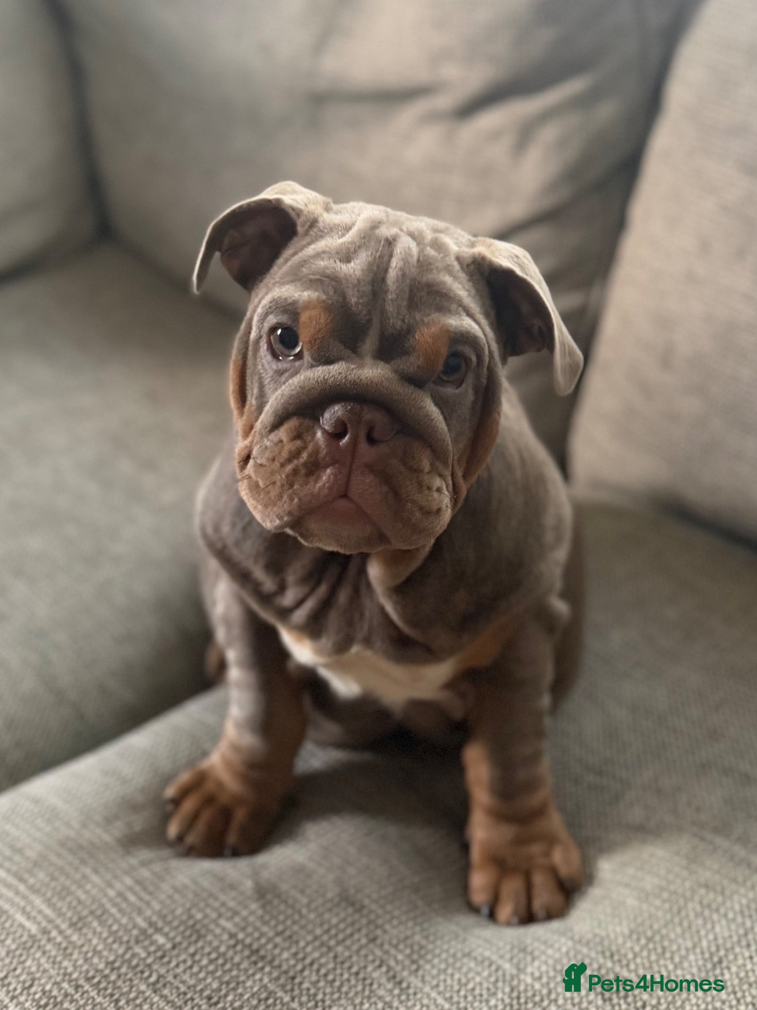 English Bulldog dogs Last Gorgeous KC English Bulldog Puppy🐶 - Advert 2