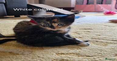 Domestic Shorthair cats - Advert 6