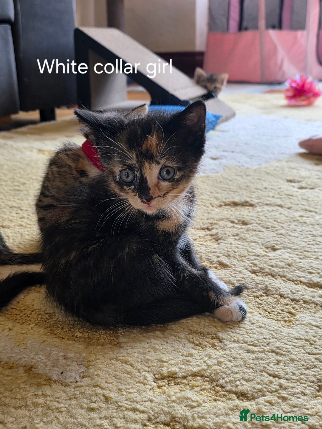 Domestic Shorthair cats for sale: Domestic shorthair kittens - taking reservations   - Image 3