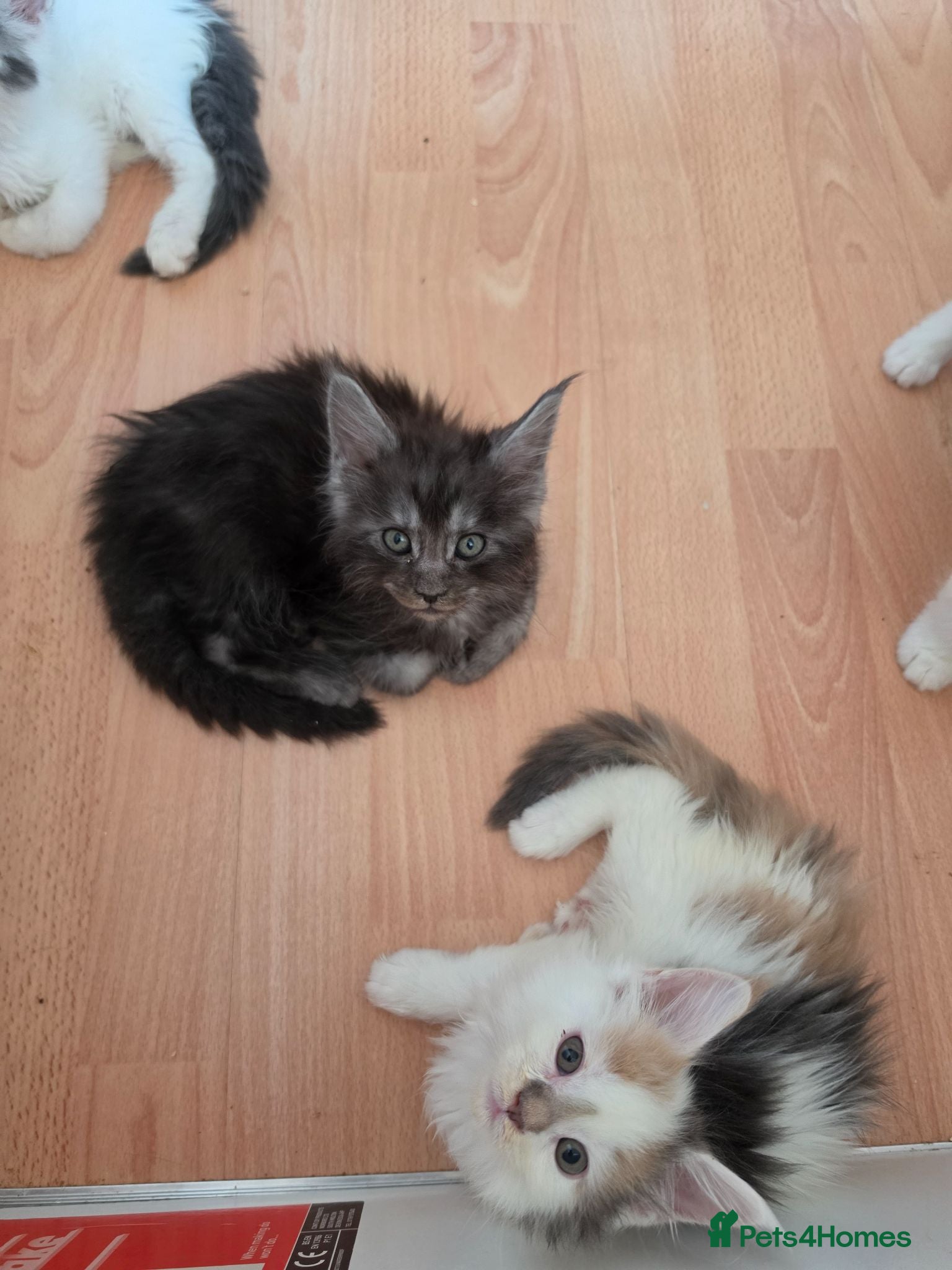 Maine Coon cats TICA REGISTERED STUNNING KITTENS  - Advert 14