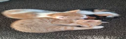 Domestic Shorthair cats for sale: 2 MALE AND 1 FEMALE 9 WEEK OLD KITTENS - Advert 16