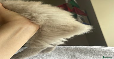Ragdoll cats - Advert 8