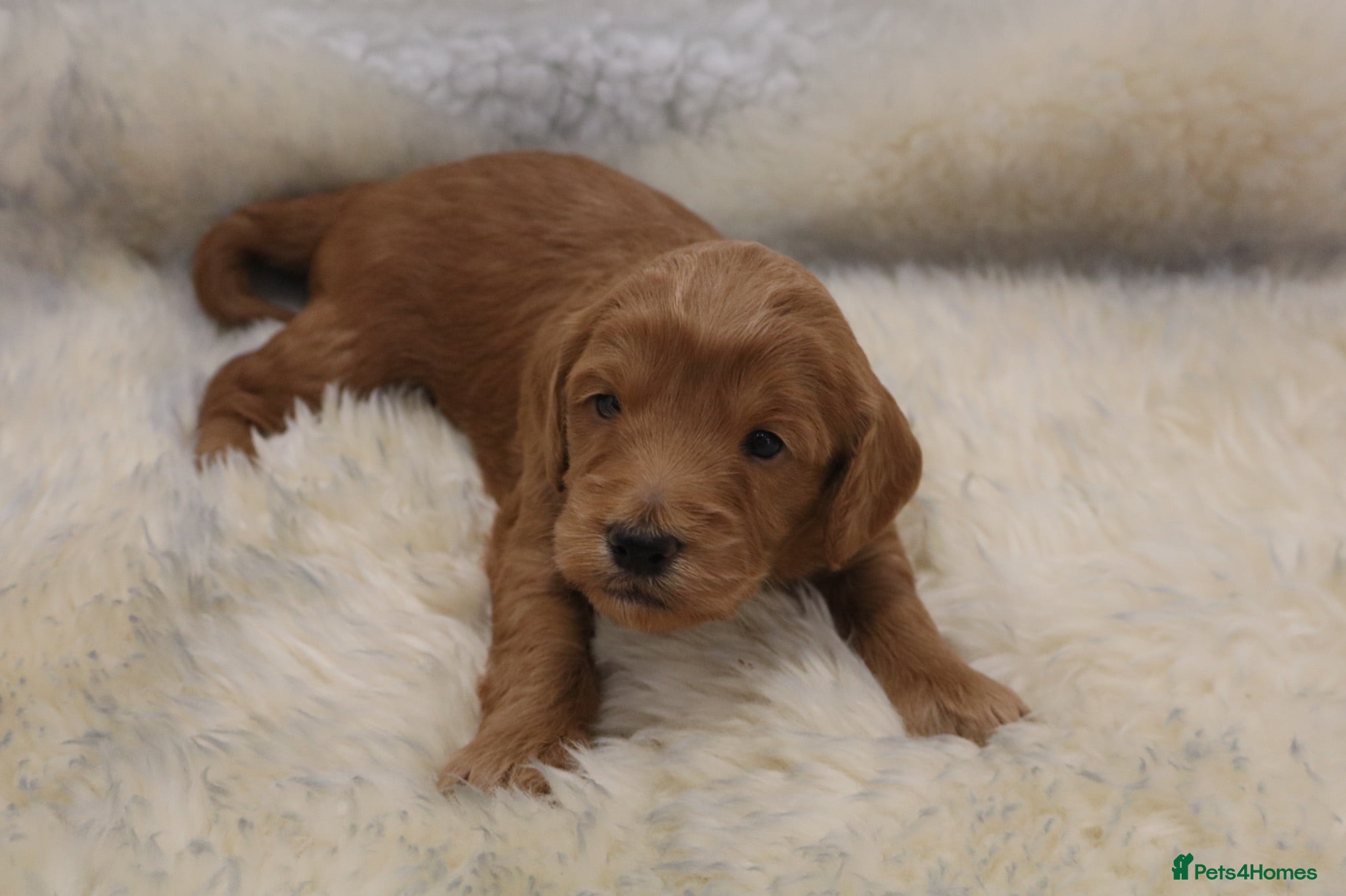 Cockapoo dogs ELITE COCKAPOOS LICENSED 5* BREEDERS - Advert 1
