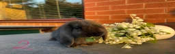 Mini Lop rabbits for sale: 🥕🐰Beautiful mini lops🐰🥕 - Advert 5