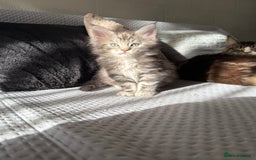Maine Coon cats for sale: XL Russian Lines TICA registered Maine Coon Boy - Image 3
