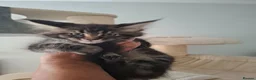 Maine Coon cats for sale: Outstanding xl mainecoons russian blood line - Advert 13