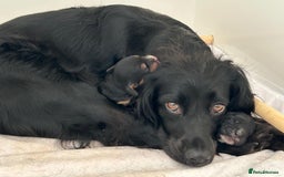 Sprocker dogs for sale: Gorgeous sprocker puppies  - Image 1