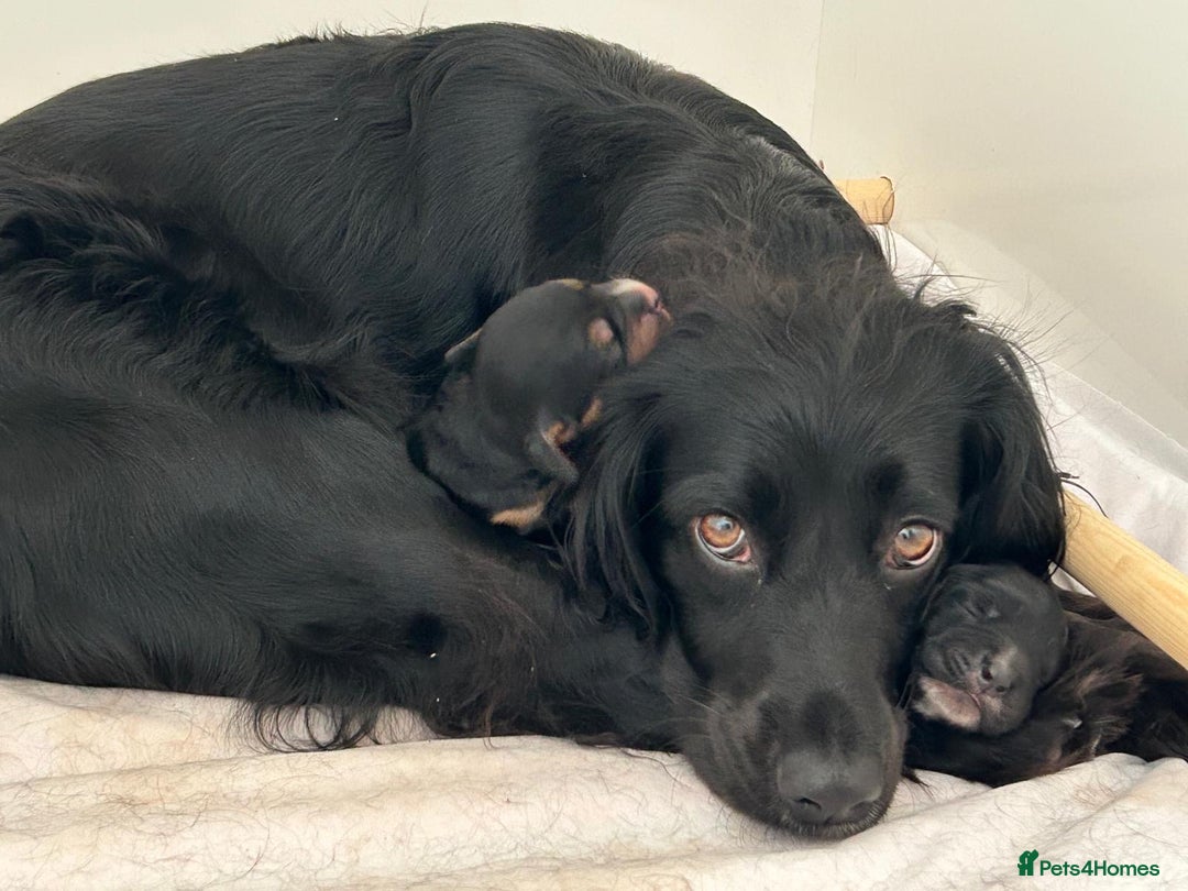 Sprocker dogs for sale: Gorgeous sprocker puppies  - Image 1