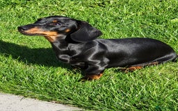 Miniature Dachshund dogs for stud: Miniature dachshund for stud - Image 2