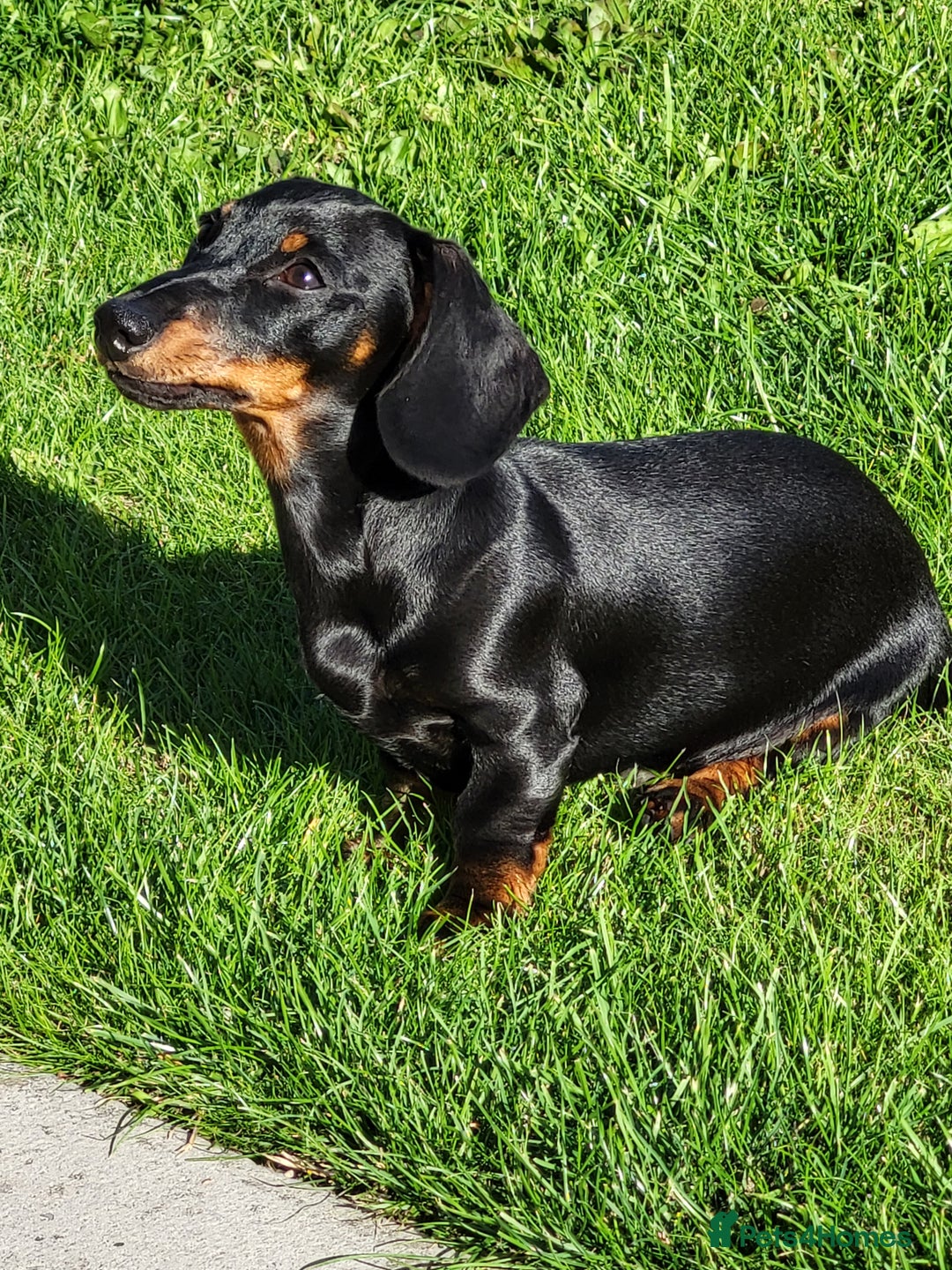 Miniature Dachshund dogs for stud: Miniature dachshund for stud - Image 2